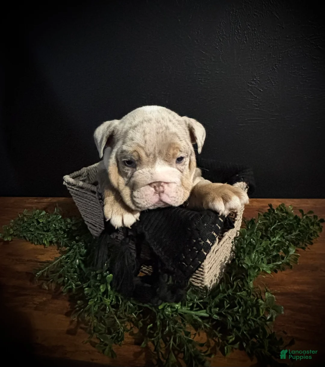 English Bulldog dogs for sale: Ace - Ad 1