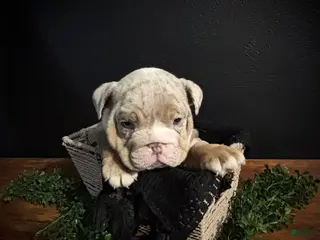 English Bulldog dogs for sale: Ace - Ad 3