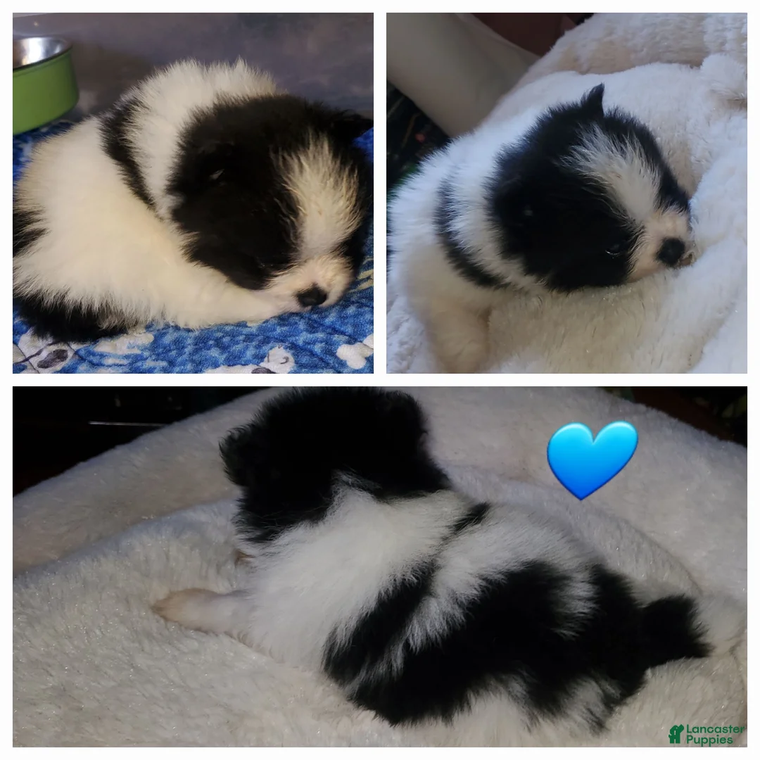 Pomeranian dogs for sale: Pomeranian Puppy 1 - Ad 5