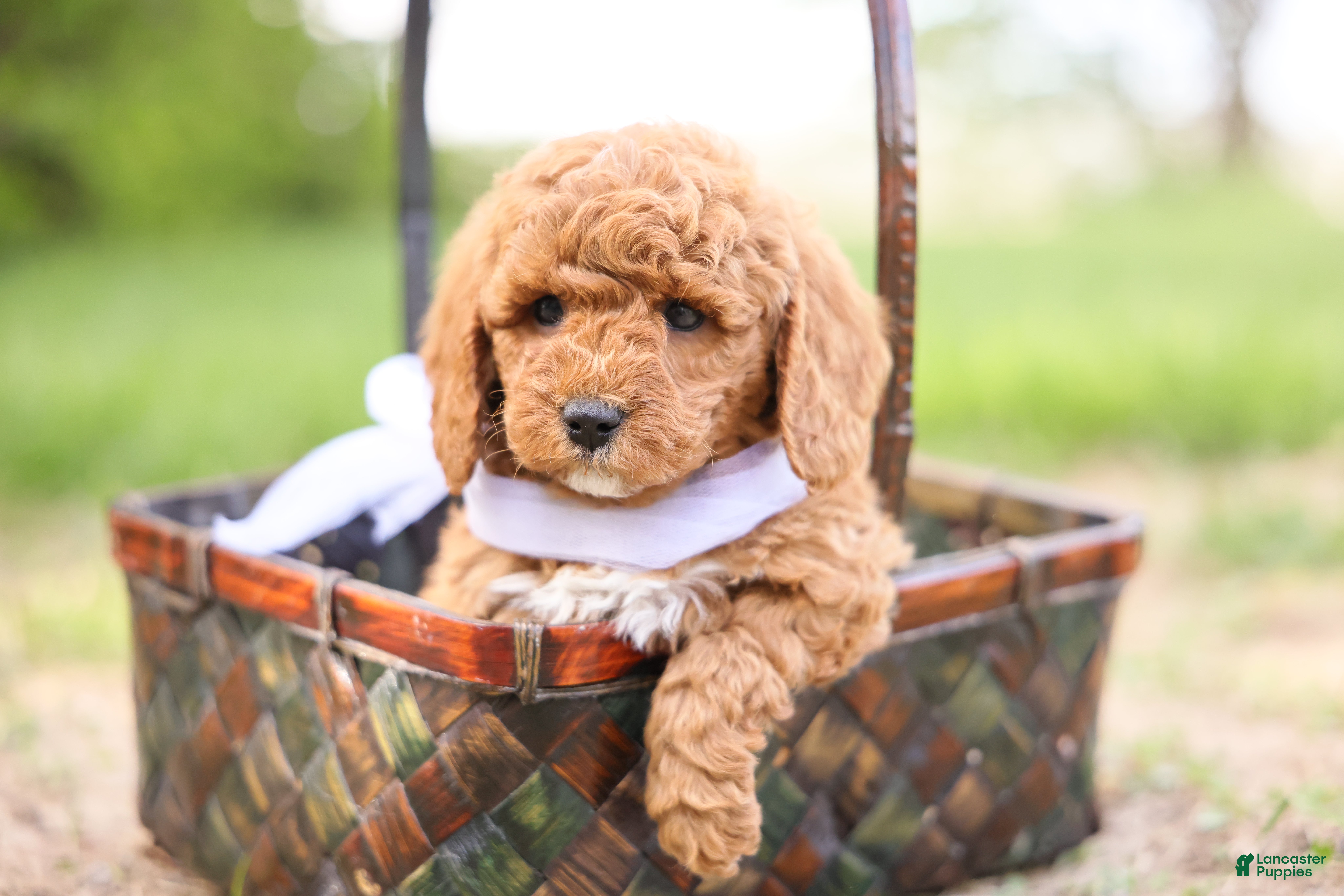 Goldendoodle dogs Ranger - Ad 1