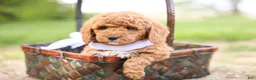 Goldendoodle dogs for sale: Ranger - Ad 1