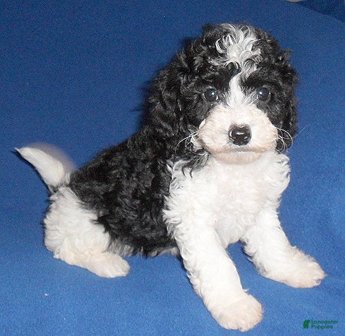 Shihpoo dogs Snoopy - Ad 1
