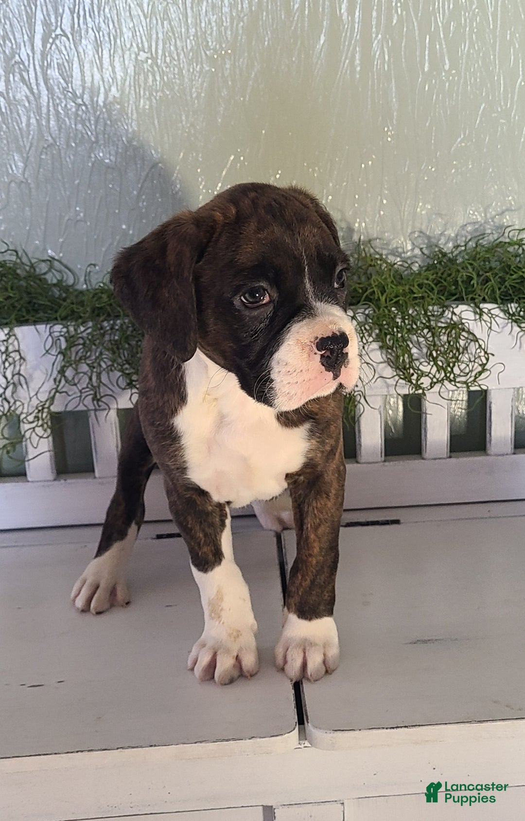 Boxer dogs for sale: Rocky - Ad 6