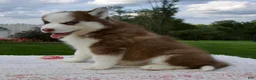 Pomsky dogs for sale: Fiona - Ad 5