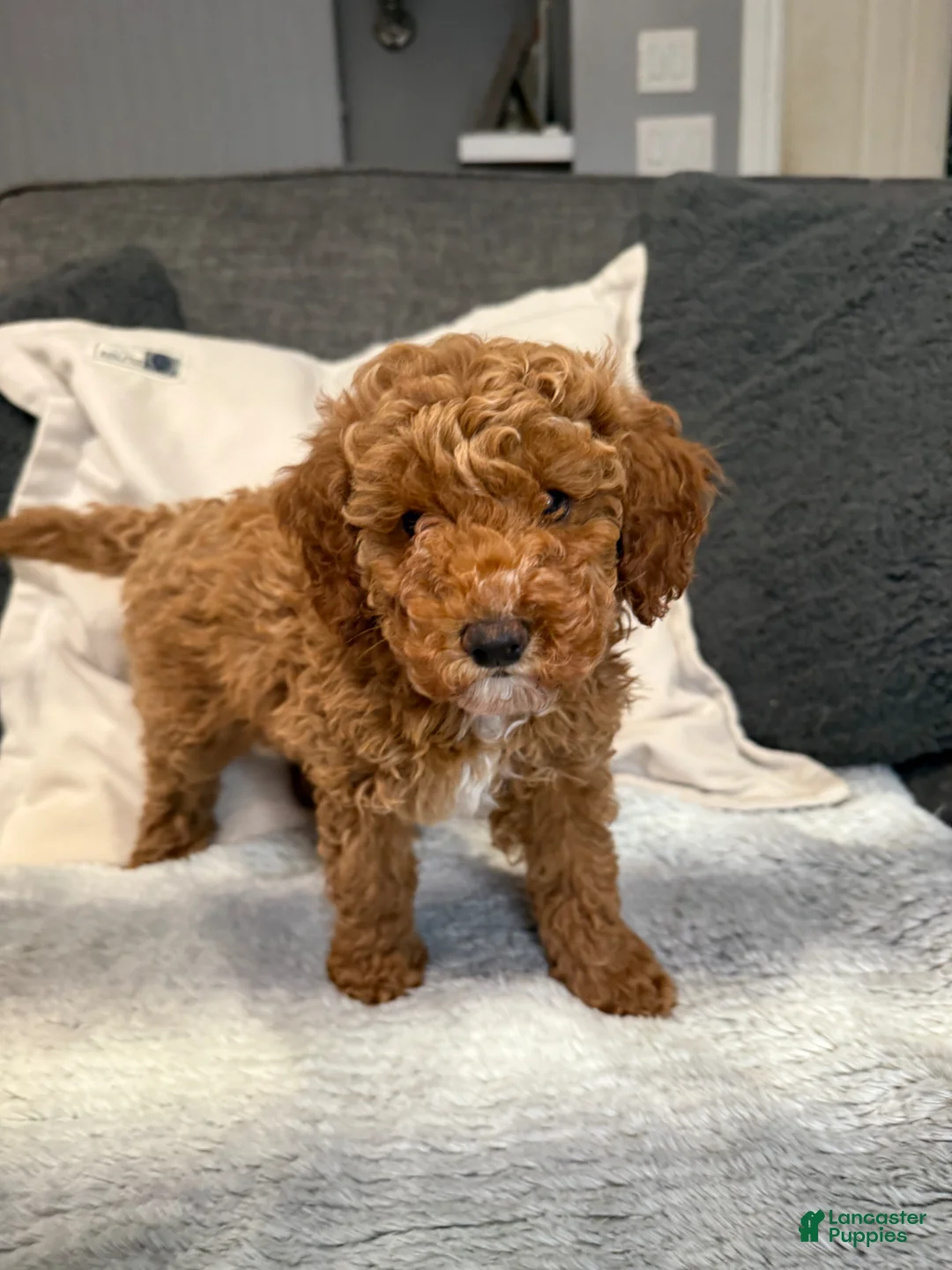 Mini Goldendoodle dogs for sale: Hannah - Ad 1