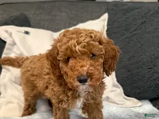 Mini Goldendoodle dogs for sale: Hannah - Ad 4