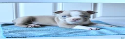 Boston Terrier dogs for sale: Tom  - Ad 3