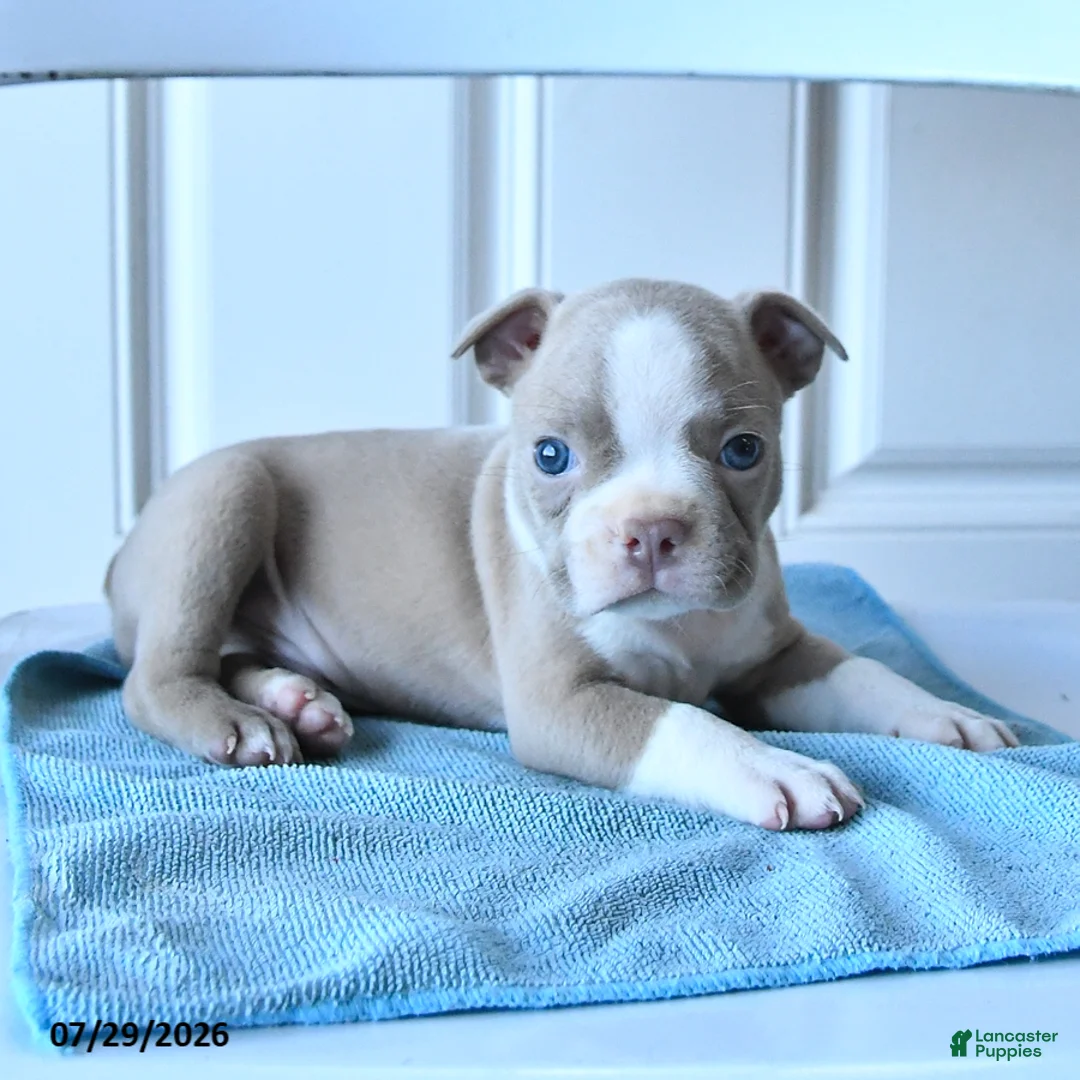 Boston Terrier dogs for sale: Tom  - Ad 3