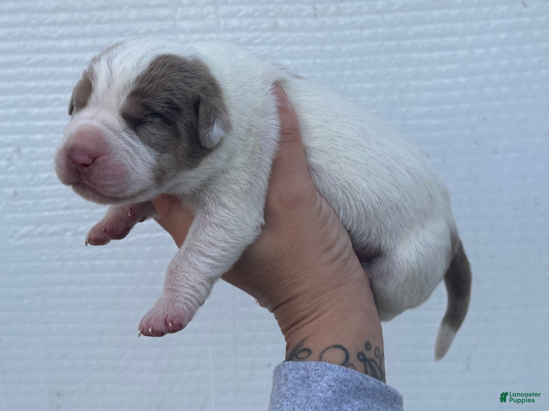 Catahoula Leopard Dog dogs for sale: Catahoula Leopard Dog Puppy 2 - Ad 5