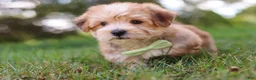 Morkie dogs for sale: Zoe - Ad 7