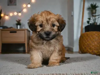 Morkie dogs BENTLEY - Ad 2