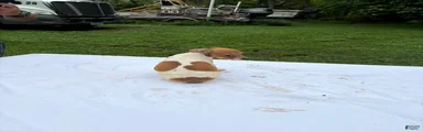 Rat Terrier 6
