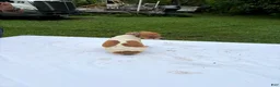 Rat Terrier dogs for sale: Rat Terrier 6 - Ad 1