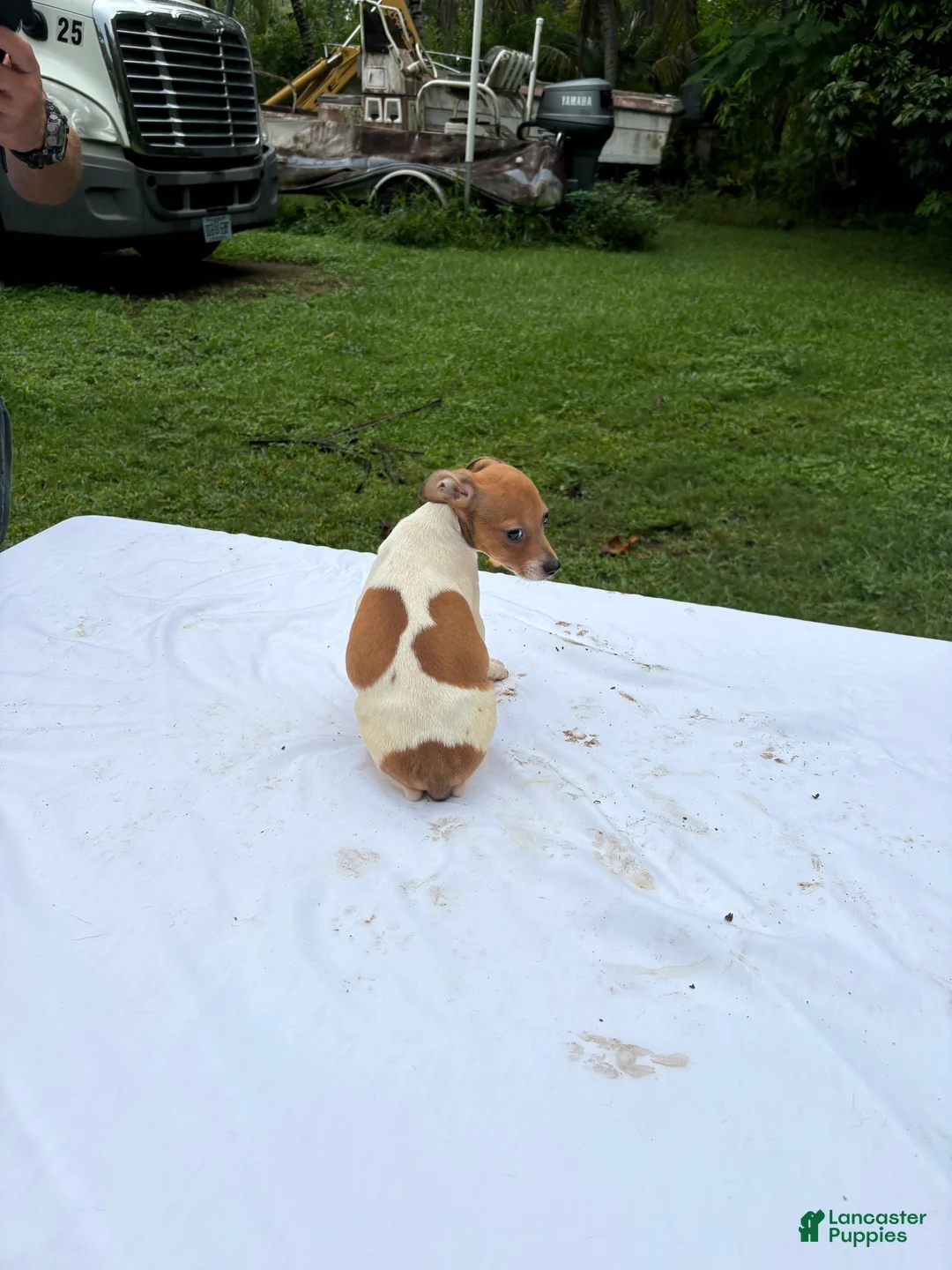 Rat Terrier dogs for sale: Rat Terrier 6 - Ad 1