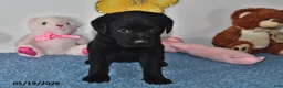 Labrador Retriever dogs for sale: Lucy - Ad 3