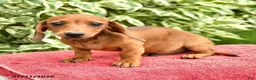 Miniature Dachshund dogs for sale: Noodle - Ad 3