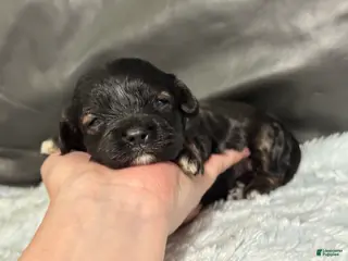 Cavapoo dogs Ava - Ad 40