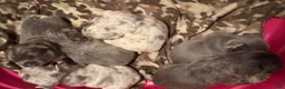 French Bulldog dogs for sale: French Bulldog Puppy 2 - Ad 15