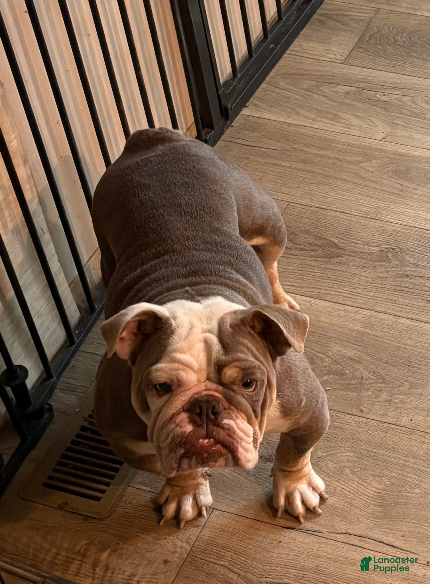 English Bulldog dogs English Bulldog 1 - Ad 27