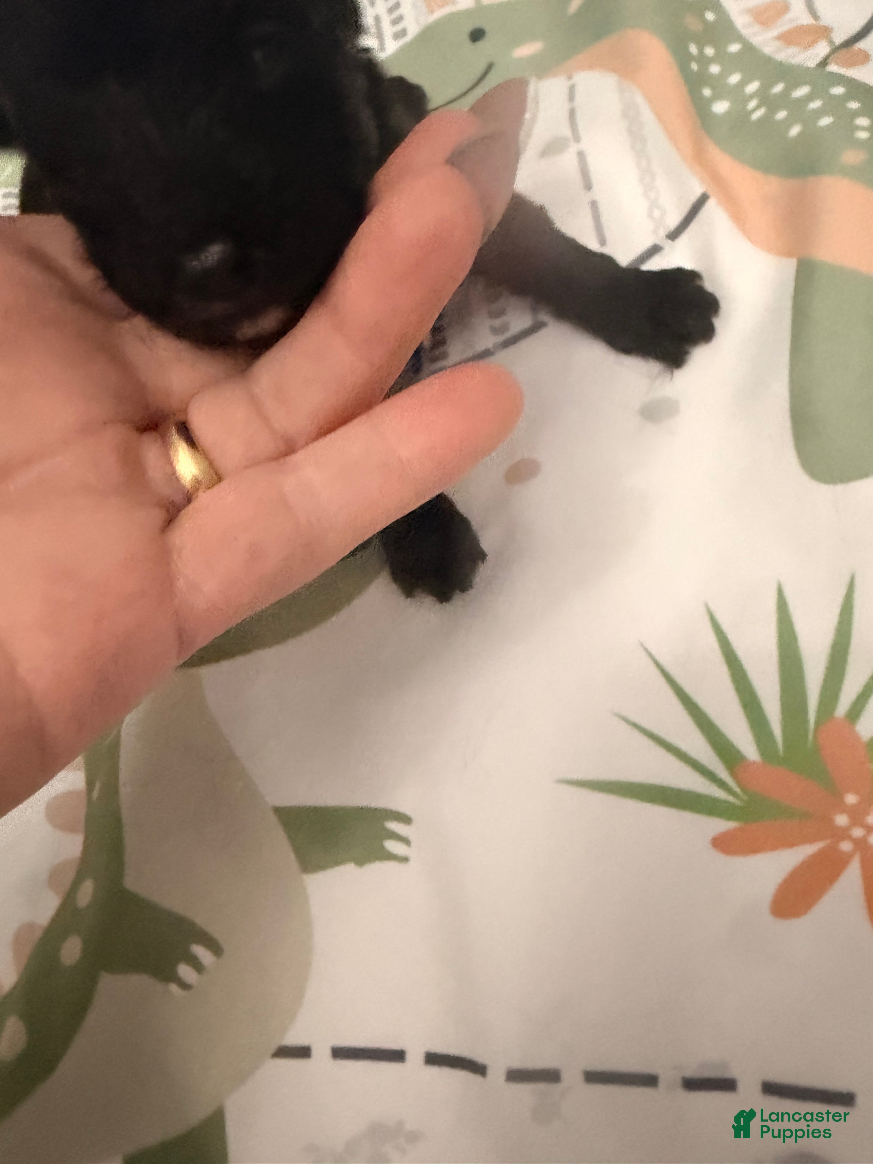 Yorkiepoo dogs for sale: Yorkiepoo 2 - Ad 1