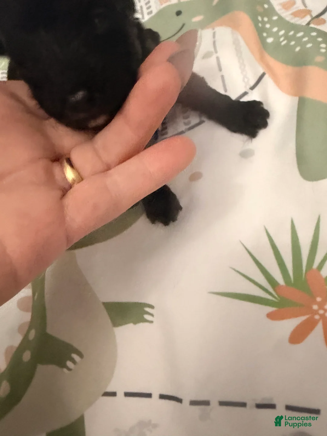 Yorkiepoo dogs for sale: Yorkiepoo 2 - Ad 1