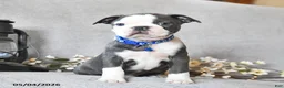 Boston Terrier dogs for sale: Kadeem - Ad 2