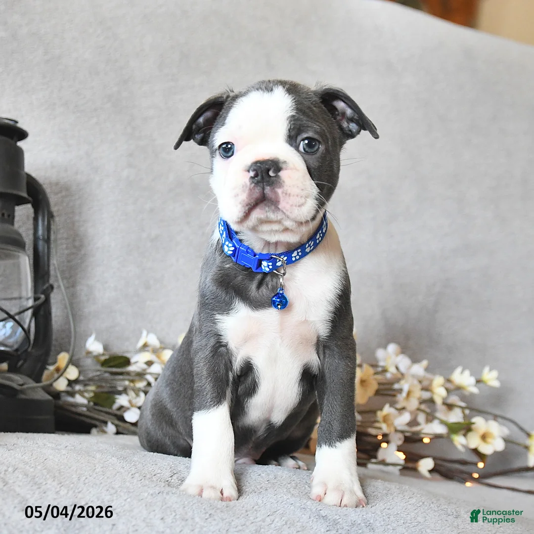 Boston Terrier dogs for sale: Kadeem - Ad 2