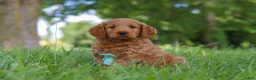 Mini Goldendoodle dogs for sale: Boaz - Ad 4