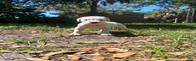 Dogo Argentino Rex