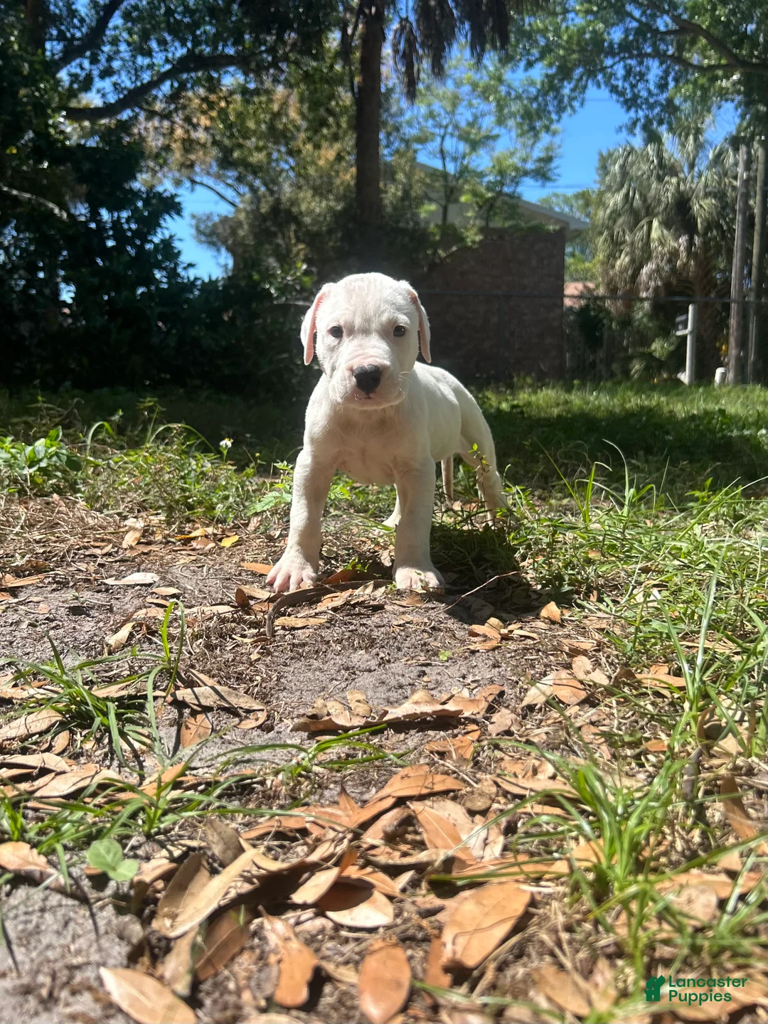 Dogo Argentino dogs for sale: Dogo Argentino Rex - Ad 1