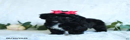 Shihpoo dogs for sale: Kiera - Ad 3