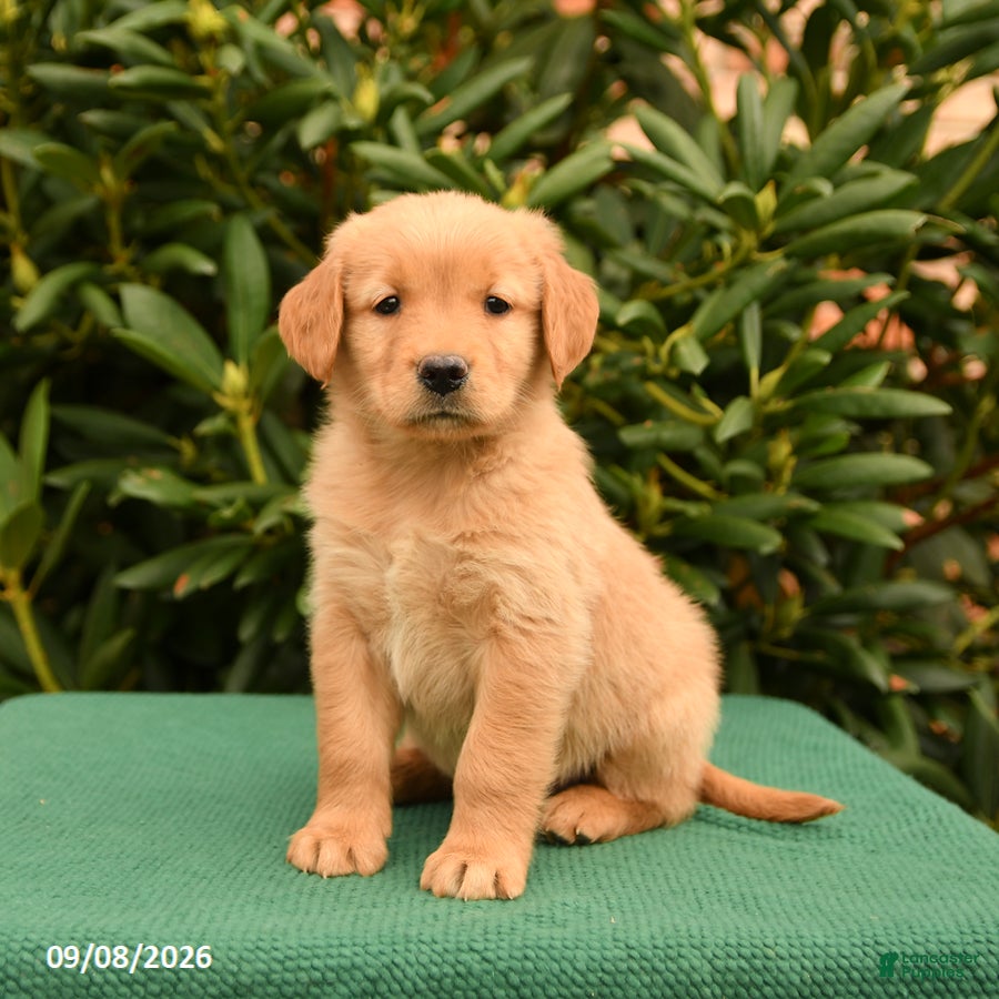 Golden Retriever dogs Nevada - Ad 2
