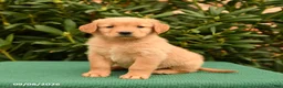 Golden Retriever dogs for sale: Nevada - Ad 2