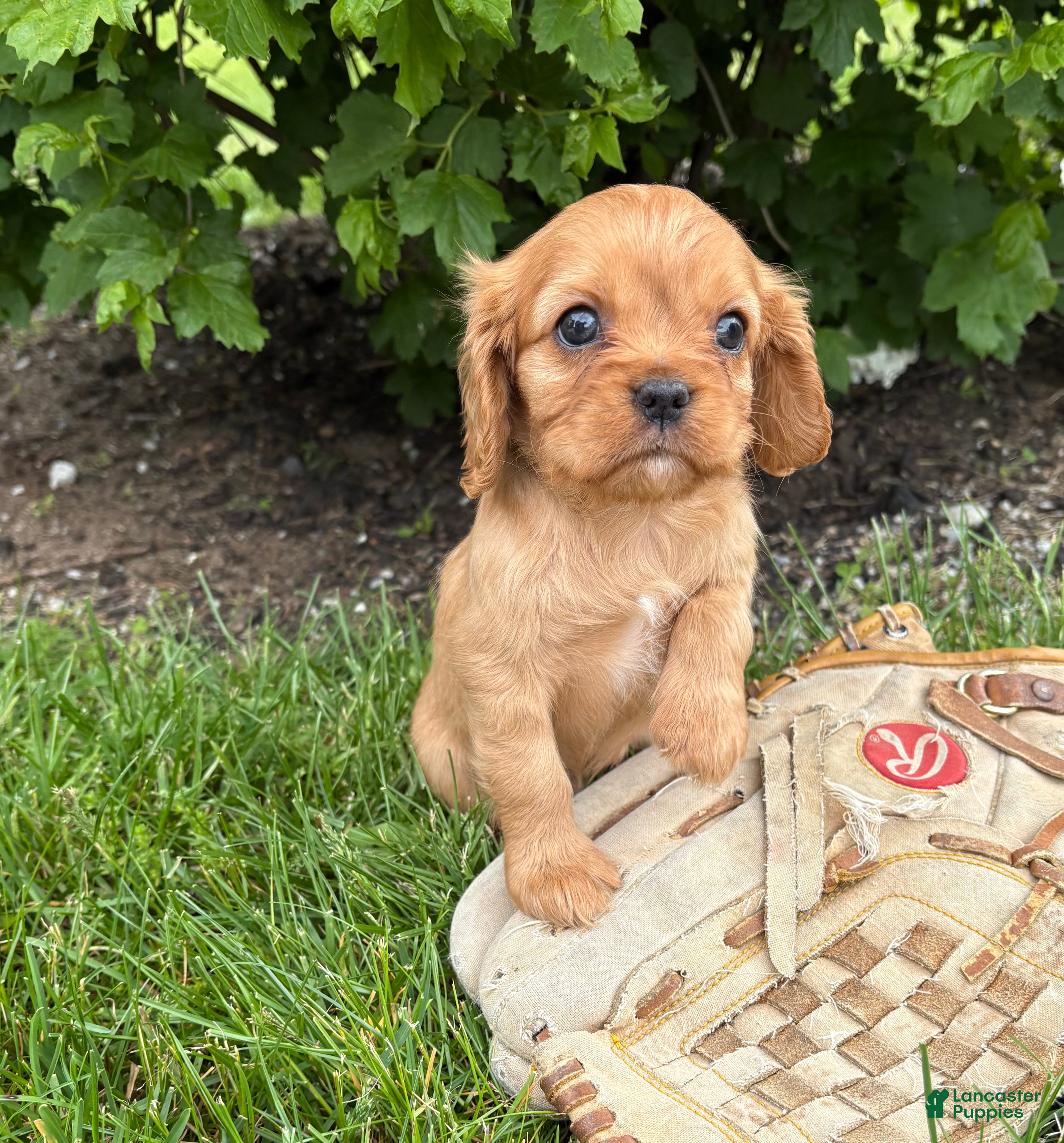 Cavalier King Charles Spaniel dogs Calihan - Ad 2