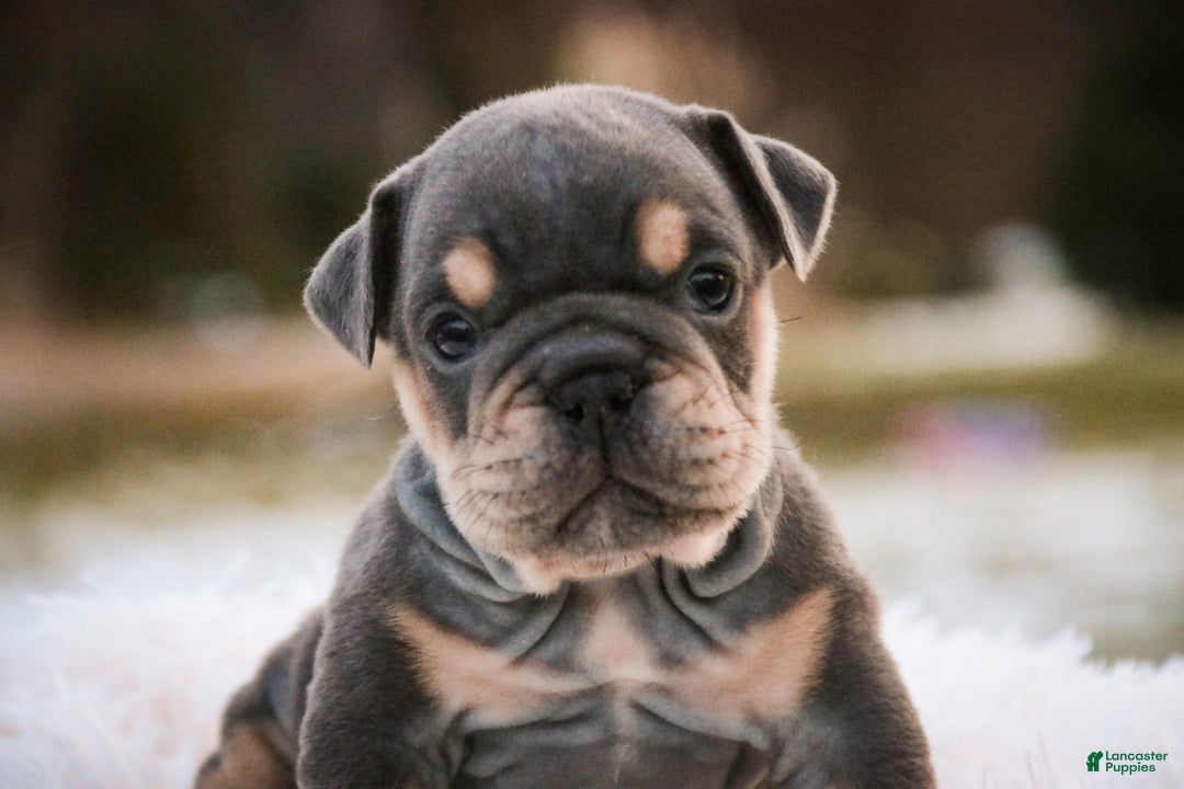 English Bulldog dogs for sale: Xena - Ad 4