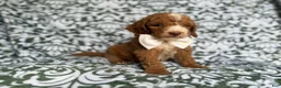 Cockapoo dogs for sale: Mikey - Ad 4