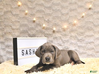 Great Dane dogs - Ad 5