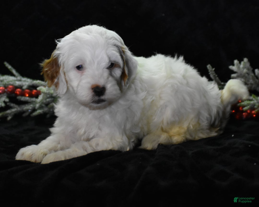 Mini Goldendoodle dogs for sale: Gaily - Ad 1