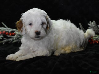 Mini Goldendoodle dogs Gaily - Ad 38