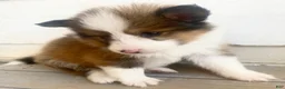 Shetland Sheepdog dogs for sale: Seamus - Ad 2