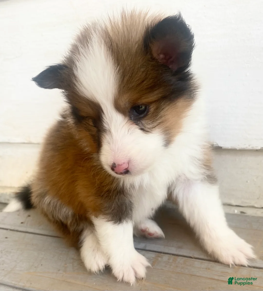 Shetland Sheepdog dogs for sale: Seamus - Ad 2