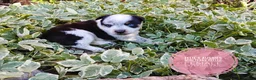 Mixed Breed dogs for sale: Cotton Tail - Ad 2