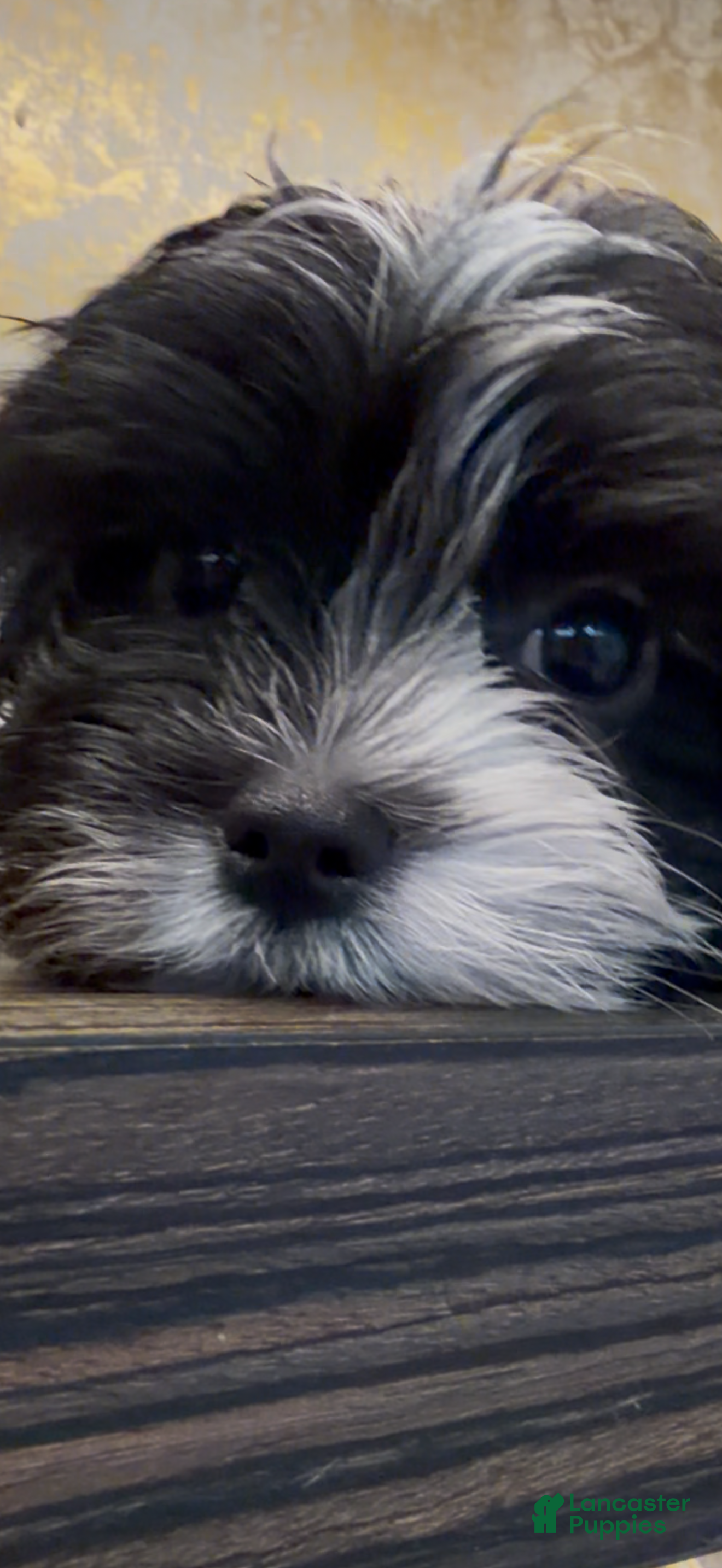 Morkie dogs Bean - Ad 2