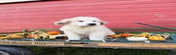 Great Pyrenees dogs for sale: Nicky - Ad 3