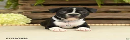 Boston Terrier dogs for sale: Tessa - Ad 3