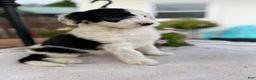 Sheepadoodle dogs for sale: Reba - Ad 4