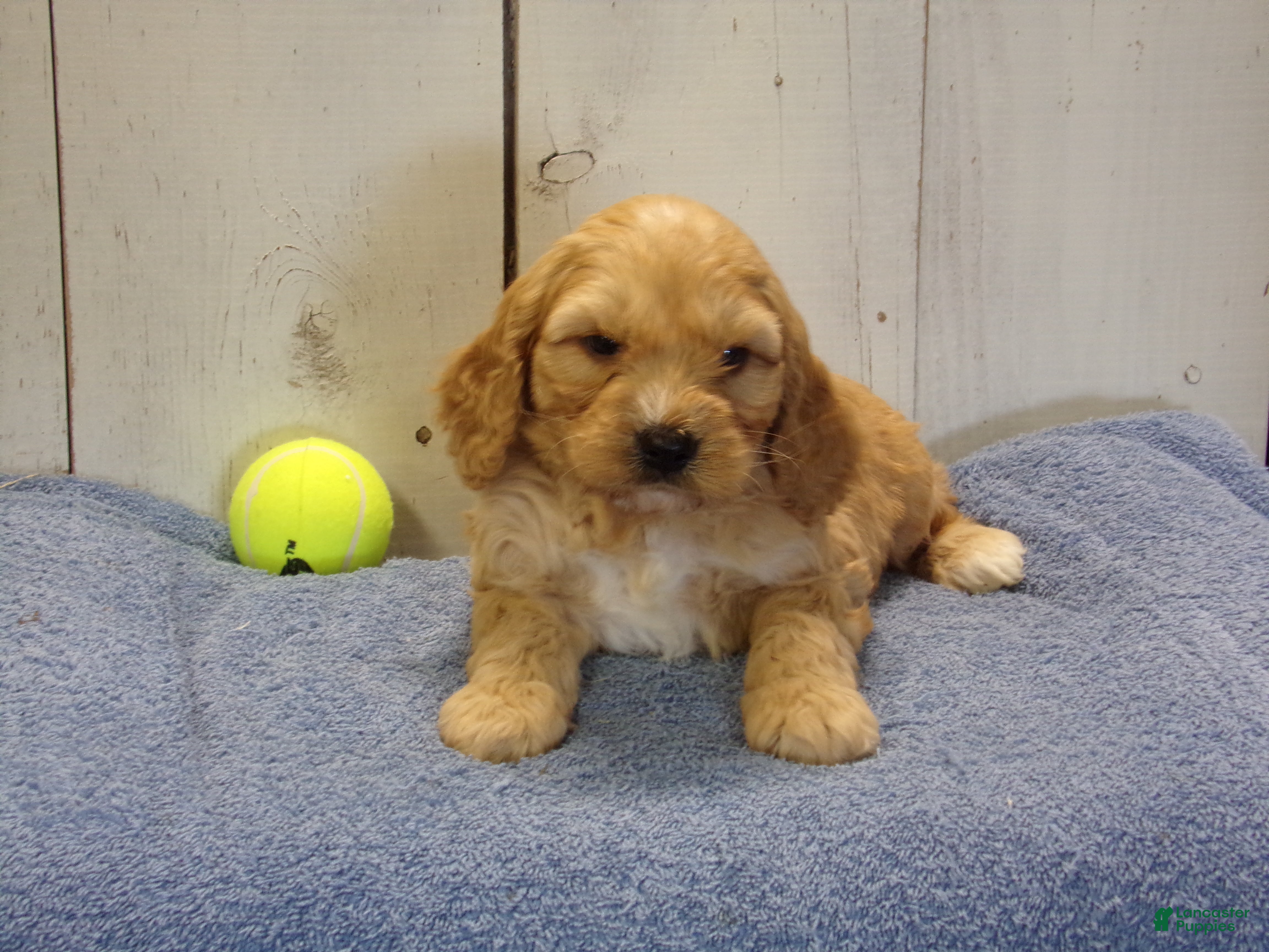 Cockapoo dogs Baxter - Ad 7