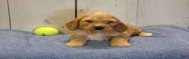 Baxter