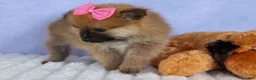 Pomeranian dogs for sale: Freya  - Ad 7