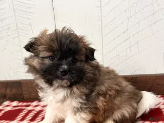 Mixed Breed dogs Theodore - Ad 26